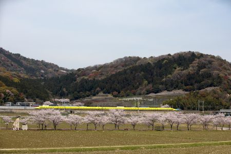 満開の桜とドクターイエロー