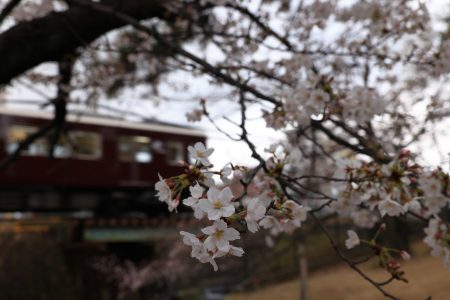 夙川の桜は見頃