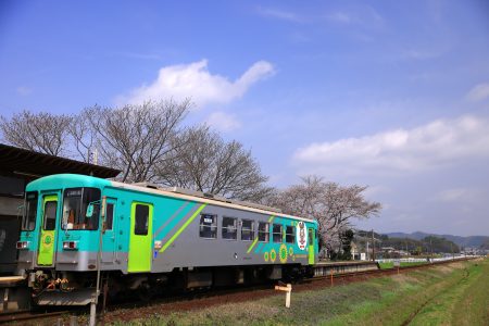 北条鉄道　播磨横田駅の桜