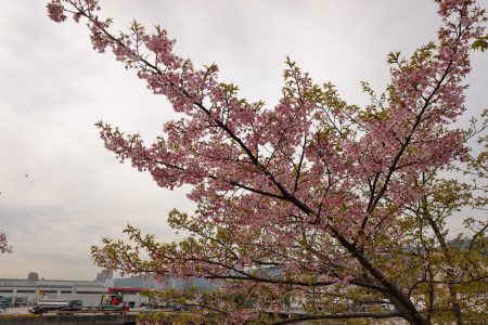 河津桜を見に行って来た