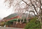 嵯峨野トロッコ列車と桜