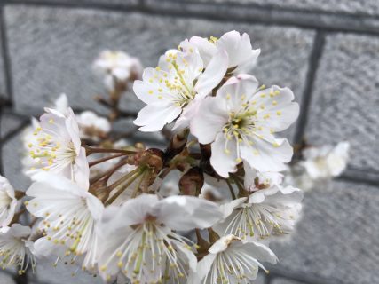 梅の花が見頃です