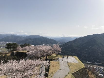 竹田城と満開の桜