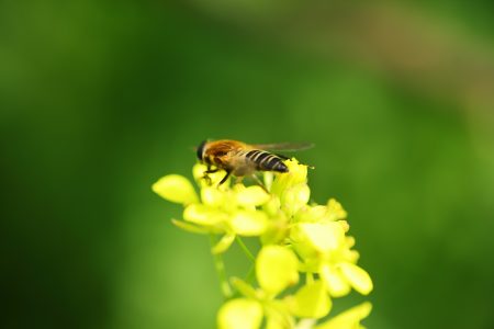 春の香り