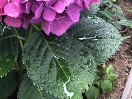 夏の気配