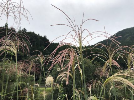 久しぶりに見た秋祭りの屋台