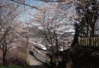 桜のトンネルを走る新幹線