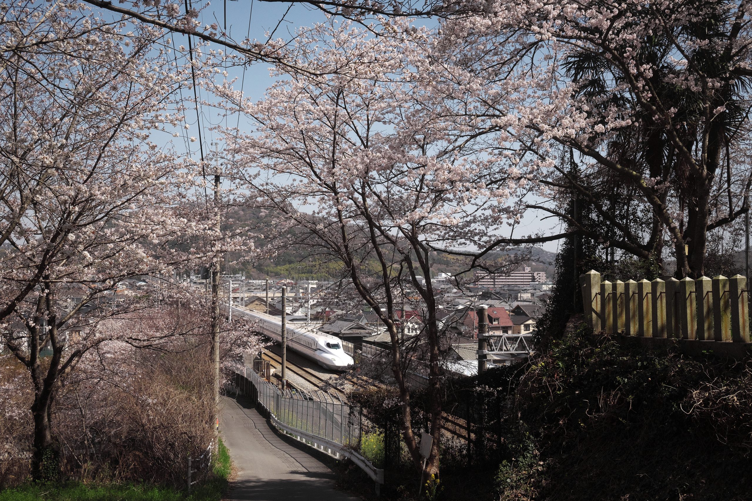 桜のトンネルを走る新幹線