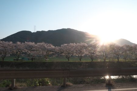 お花見を楽しんできた！