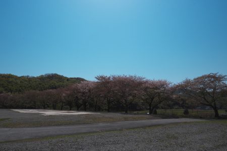 名残桜