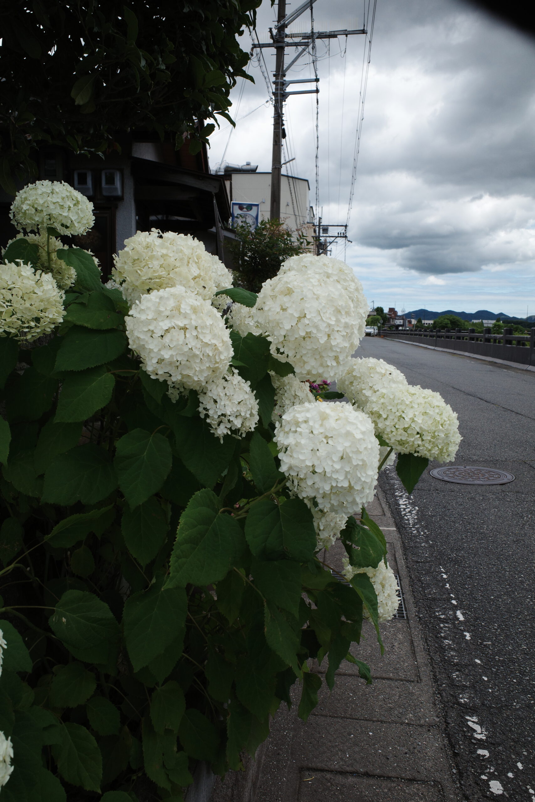 紫陽花は雨が似合う