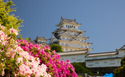 ツツジと世界文化遺産国宝姫路城