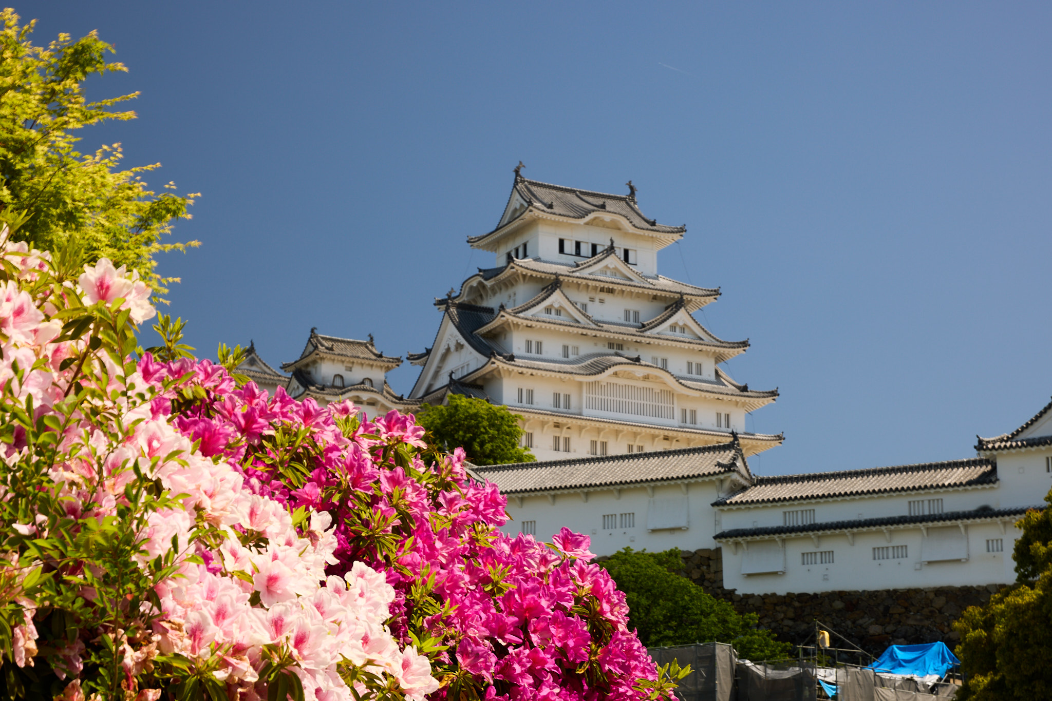 ツツジと世界文化遺産国宝姫路城