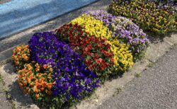 歩道の花壇