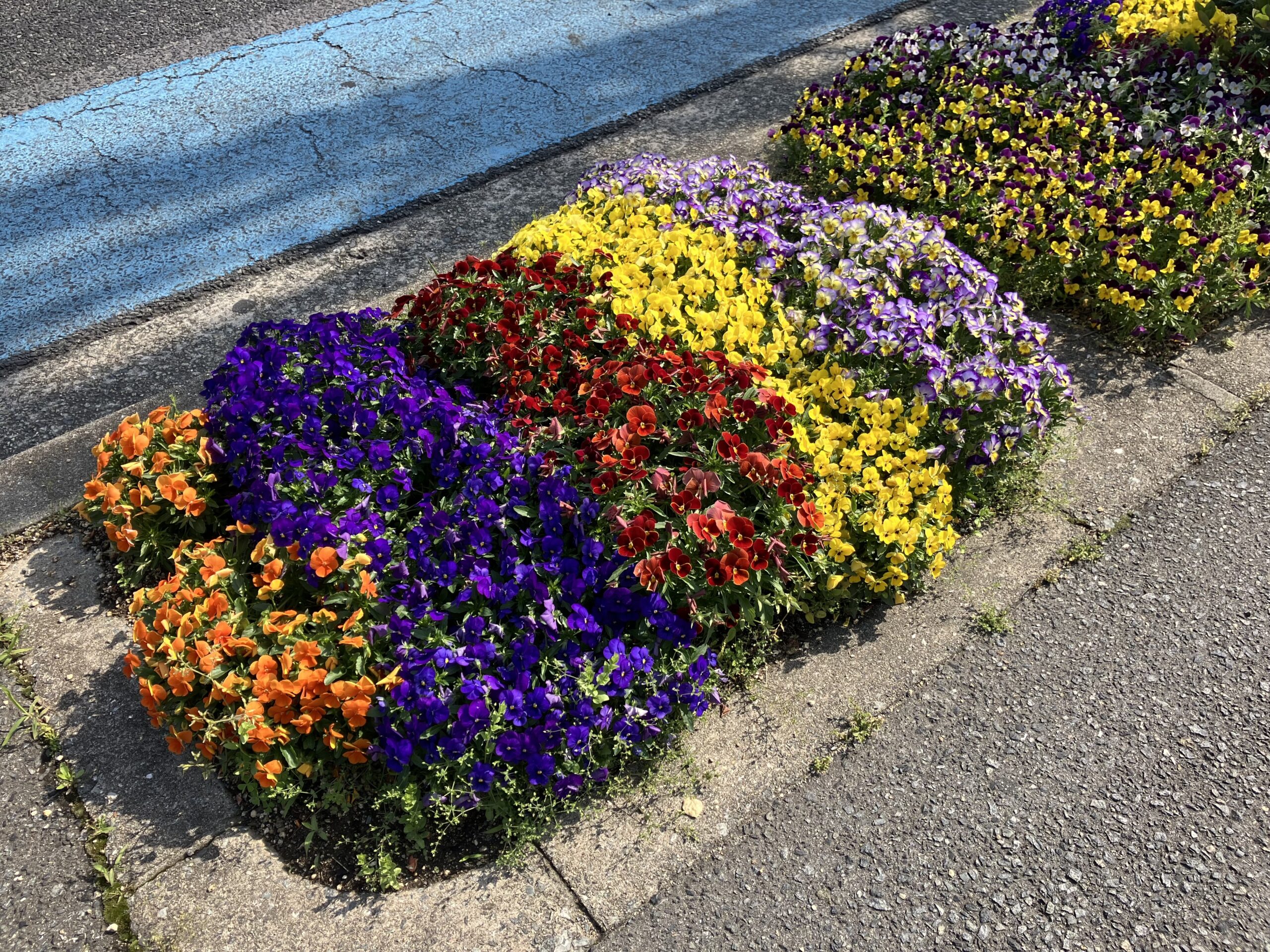 歩道の花壇