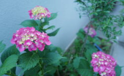 自宅の紫陽花