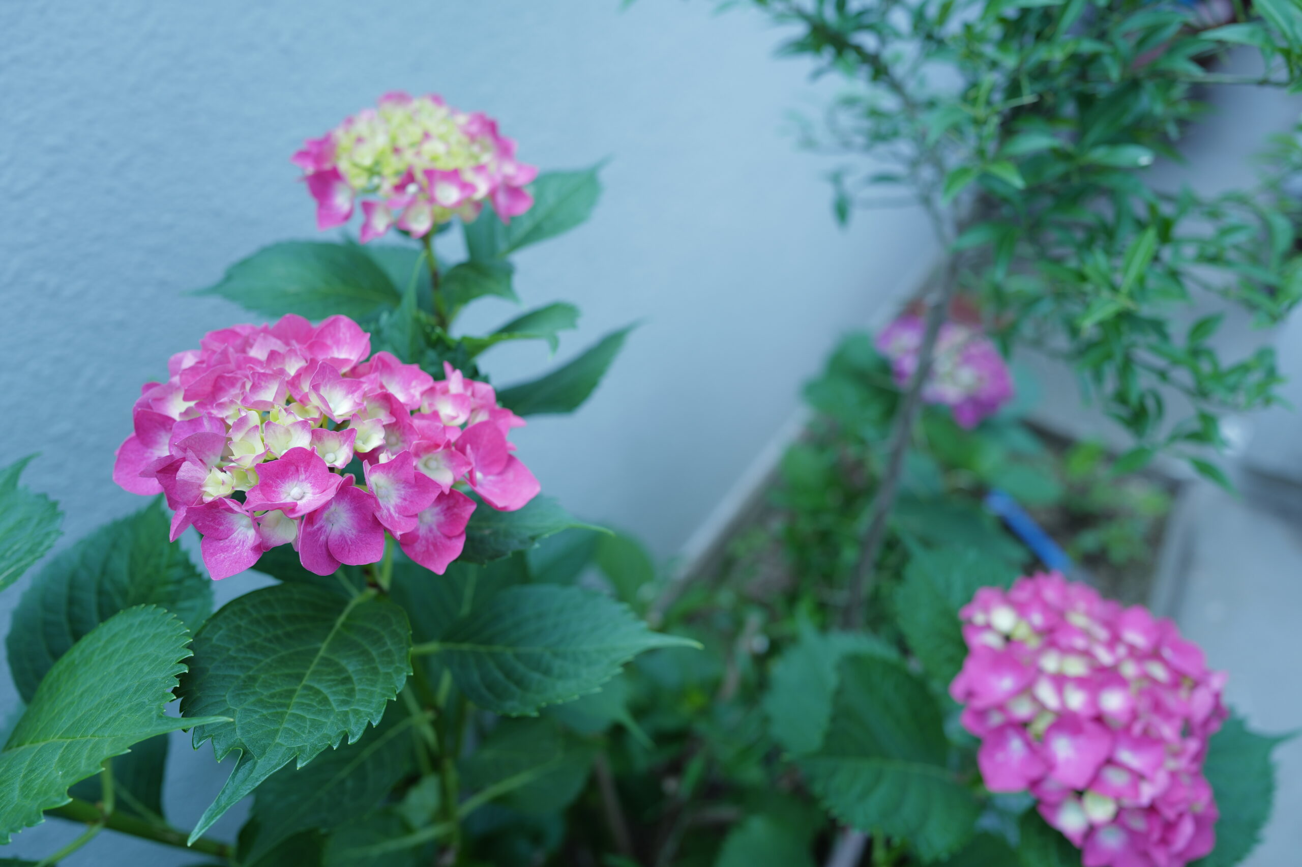 自宅の紫陽花