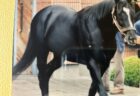 ニコン株がストップ高