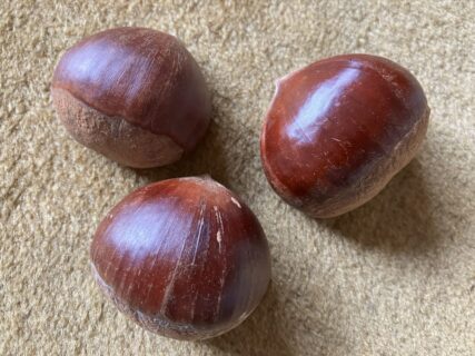 今が旬の「栗ご飯」