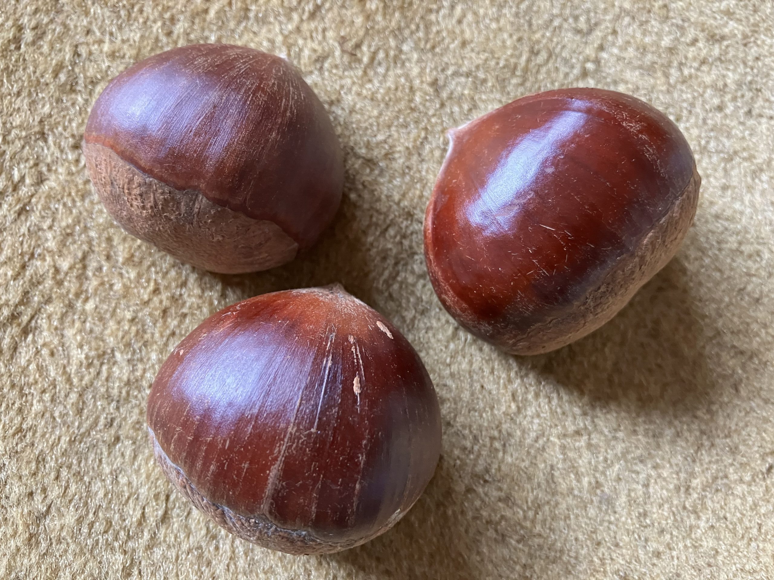 今が旬の「栗ご飯」