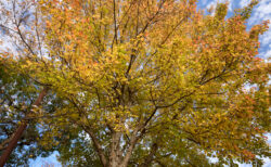 銀杏の木とフクロウ