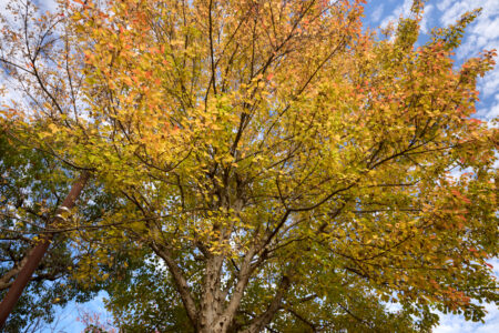 銀杏の木とフクロウ