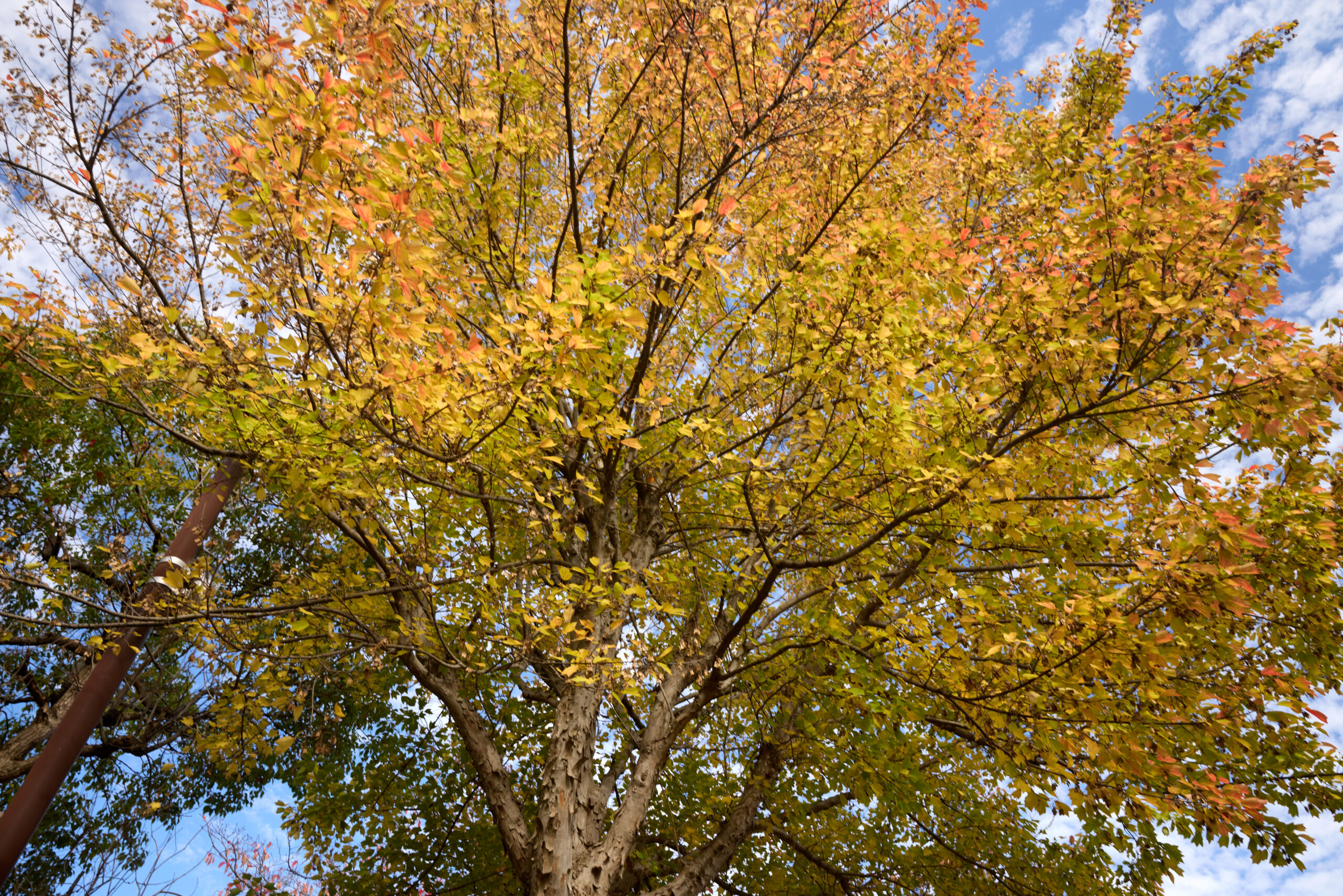 銀杏の木とフクロウ