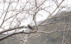 冬の定番「野鳥撮影」