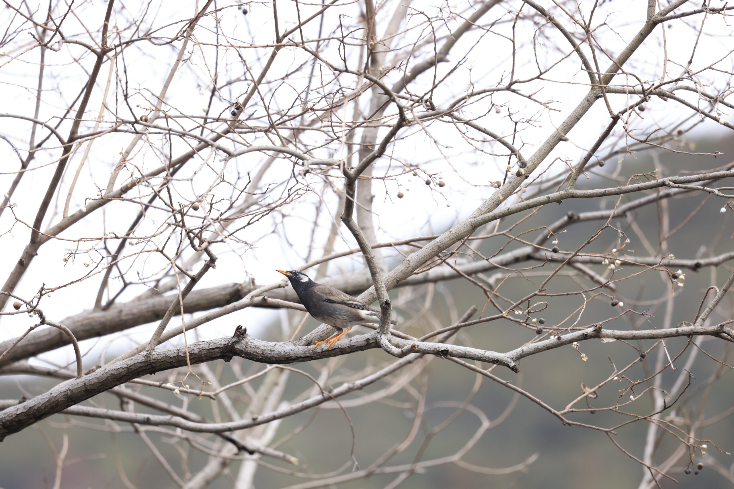 冬の定番「野鳥撮影」