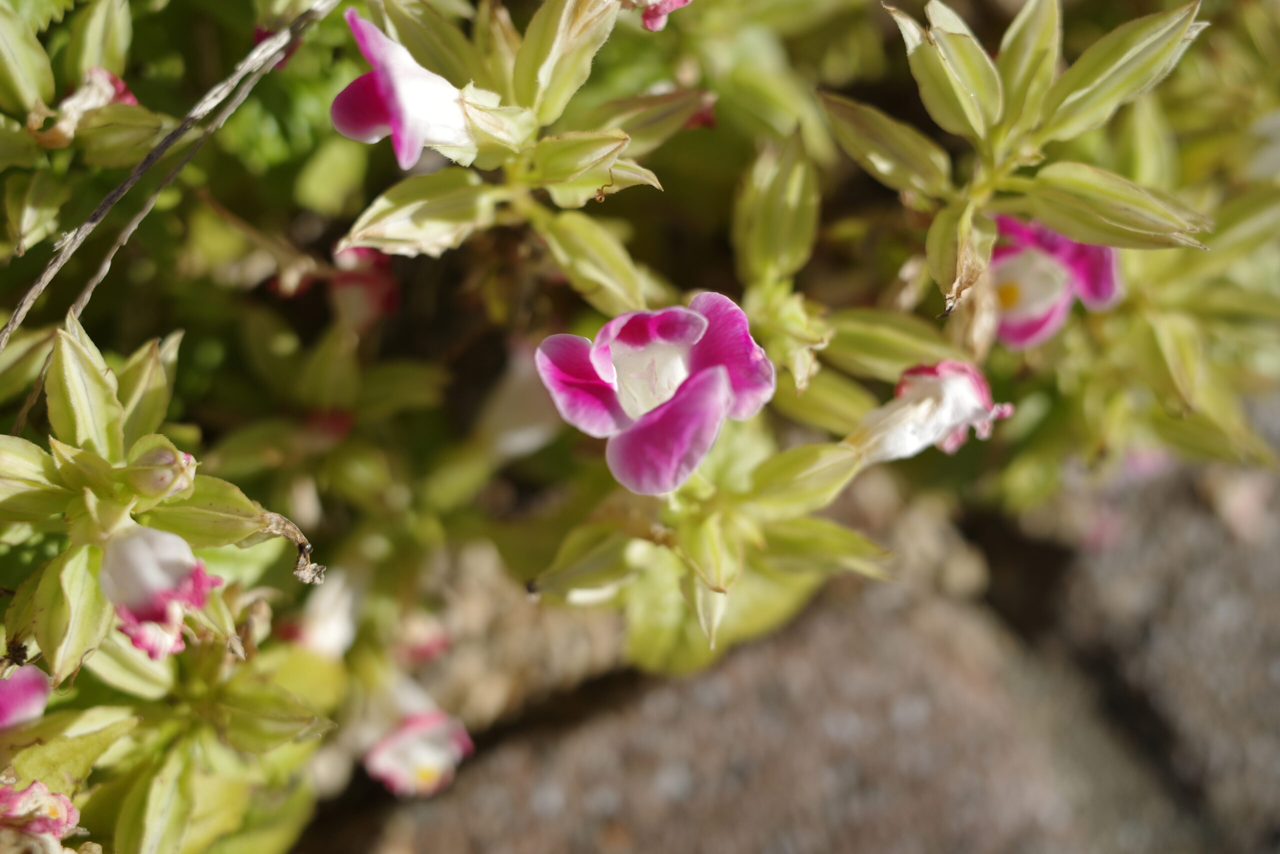 恩師からの連絡