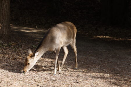 鳥が少ないのかも・・