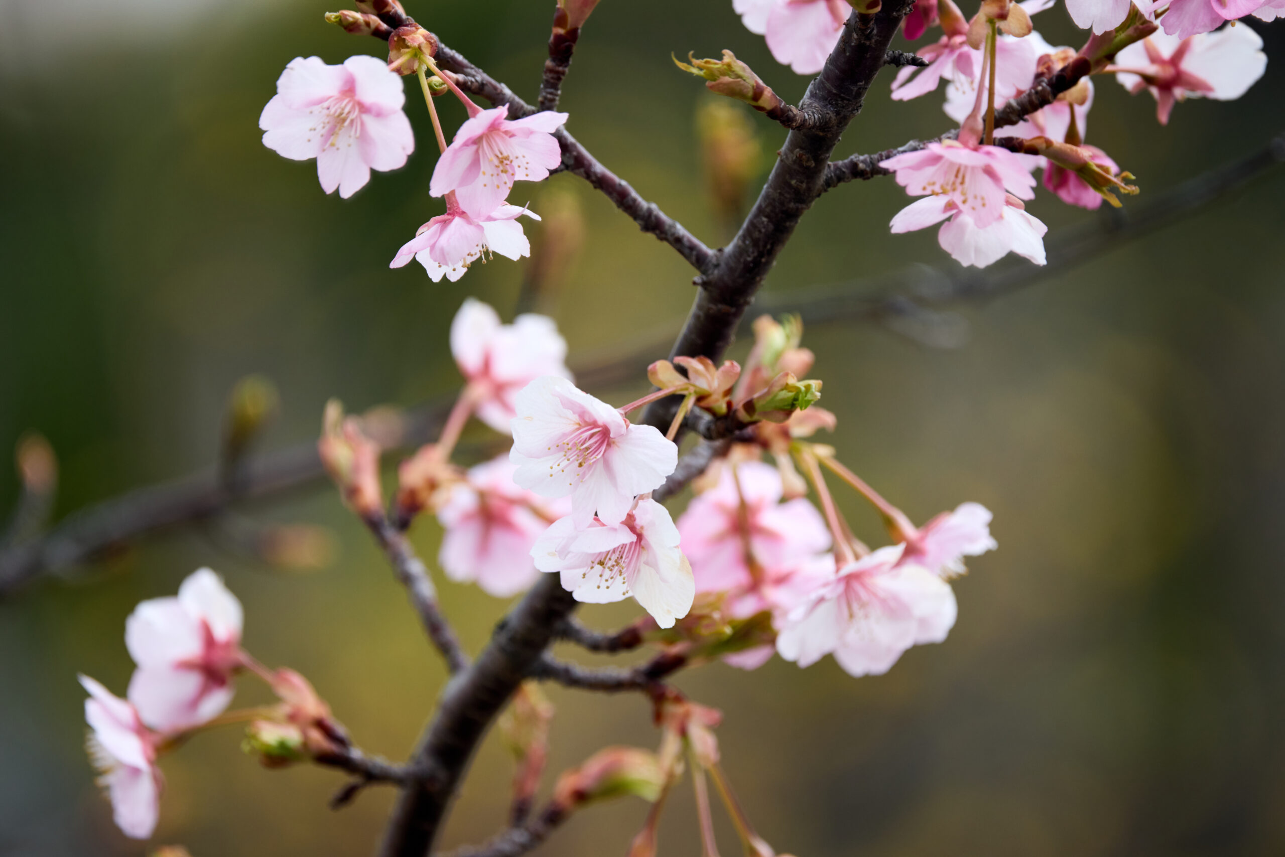予定とは違ったが・・・